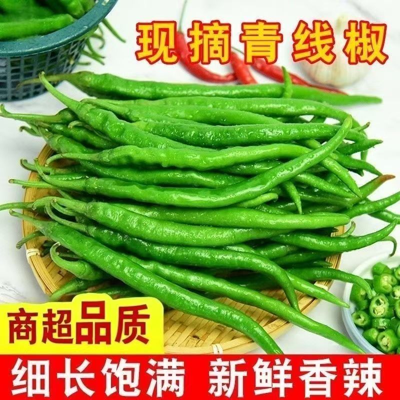 现摘新鲜二荆条青线椒薄皮辣椒农家青辣椒线椒尖椒微辣香辣薄皮椒