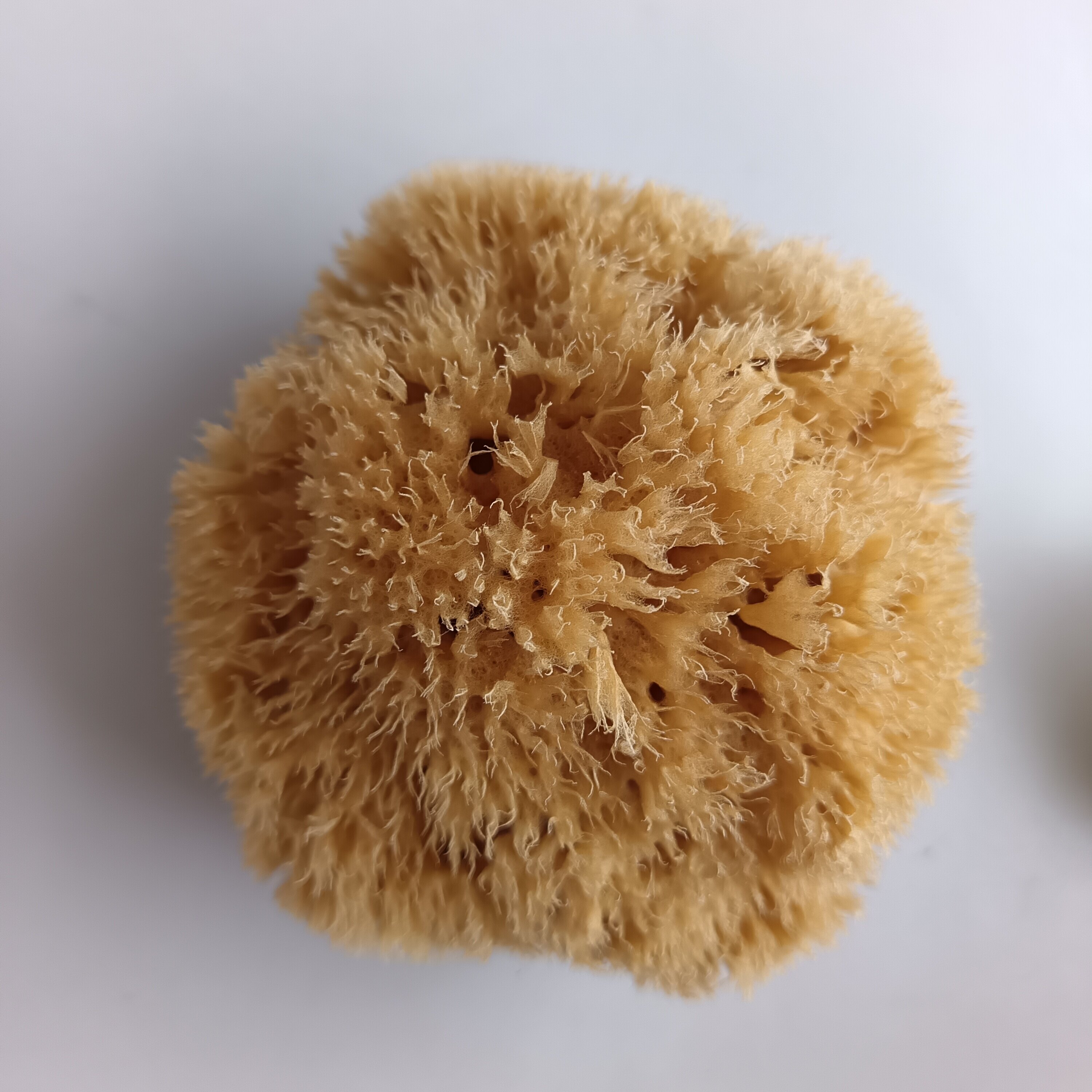 一物一拍  地中海天然海绵蜂窝海绵  洁面 洗脸儿童洗澡沐浴12cm