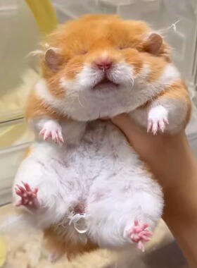 金丝熊长毛波利熊金丝熊仓鼠金丝熊活物卷毛金丝熊家养宠物