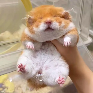 金丝熊长毛波利熊金丝熊仓鼠金丝熊活物卷毛金丝熊家养宠物