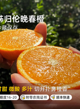 湖北神农架秭归春橙伦晚