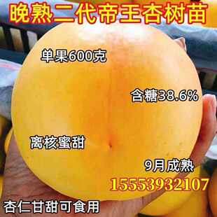 晚熟二代帝王杏树苗 嫁接新品种特甜杏子树耐寒南方北方当年结果