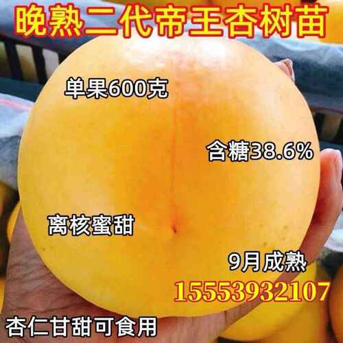 晚熟二代帝王杏树苗 嫁接新品种特甜杏子树耐寒南方北方当年结果
