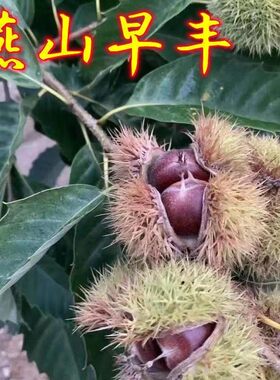 迁西板栗树苗燕山早丰3113板栗苗南北方种植嫁接庭院地栽当年结果