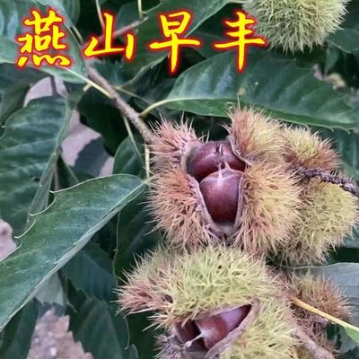 迁西板栗树苗燕山早丰3113板栗苗南北方种植嫁接庭院地栽当年结果