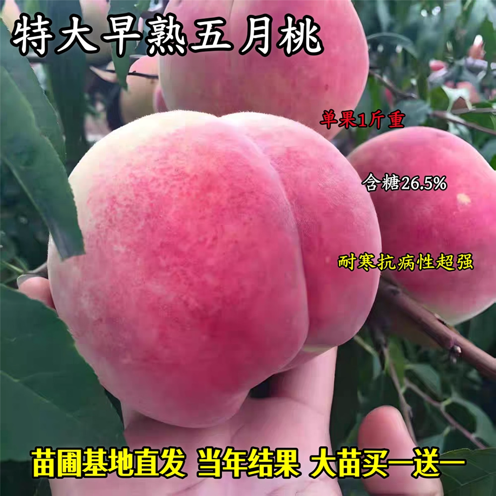 特大五月桃树苗嫁接早熟五月大果桃子树苗耐寒南北方种植当年结果,鲜花速递/花卉仿真/绿植园艺,果树,淘宝优惠券,粉丝福利购,淘宝优惠卷