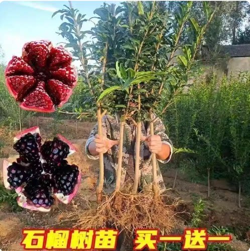黑美人石榴树新款软籽石榴树苗大果纯石榴盆栽地栽阳台庭院果树苗