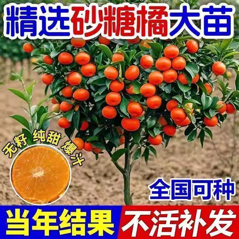 正宗籽砂糖橘盆栽南方北方种子橘子树苗柑桔果苗嫁接耐寒耐热