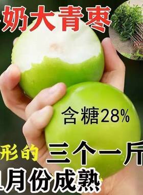 嫁接枣树苗特大新品种牛奶大青枣贵妃枣苗南北方种植盆栽地栽庭院