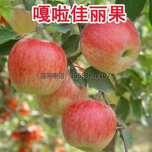 北方当年地嘎啦结果耐寒种植盆栽早熟栽佳丽南方苹果嫁接树苗果苗