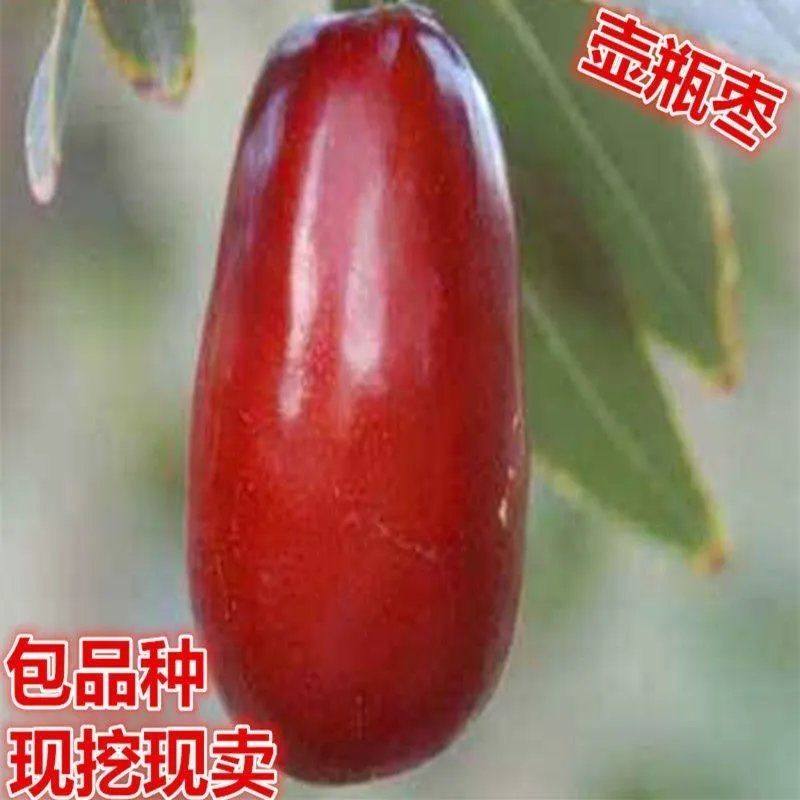 壶瓶枣树苗 嫁接果树苗 梨枣树苗 枣子树苗 南北方种植 当年结果