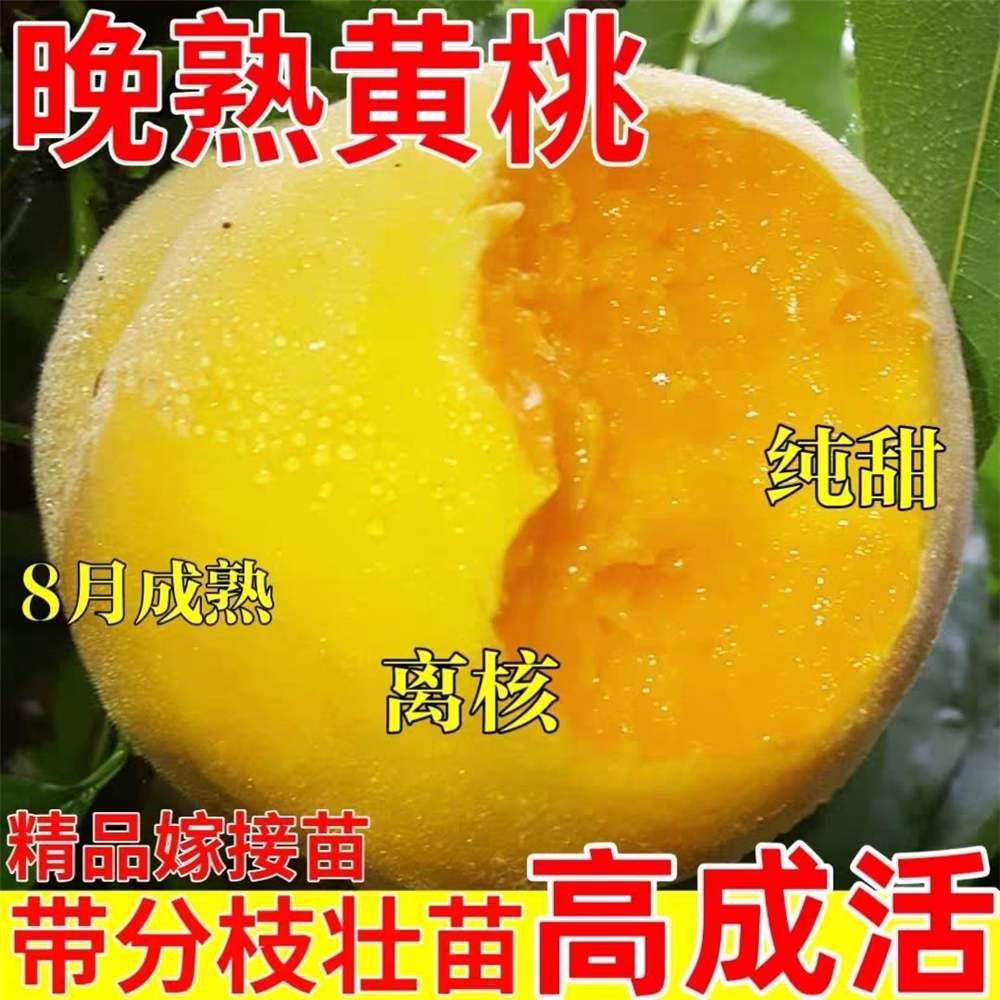 晚熟桃树苗 正宗特大冬黄桃纯甜离核南北方种植盆栽地栽庭院耐寒