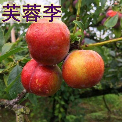 果树苗李子树苗 嫁接李子树苗 芙蓉李子苗南北方种植李苗当年结果