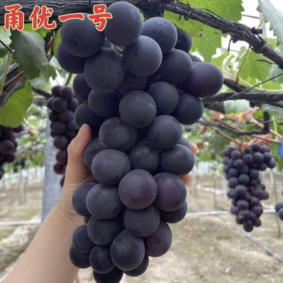 正宗甬优一号葡萄树苗新品种葡萄年庭院首选南方北方种植包成活