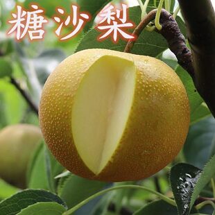梨树果苗果树砂梨嫁接糖沙梨金秋梨黄花梨当年结果南北方种树苗