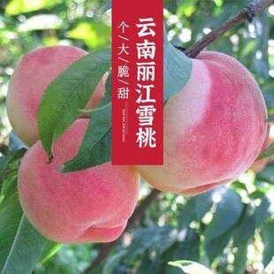 丽江雪桃树桃苗盆栽结果南北方庭院种植嫁接地栽当年大阳山果树苗