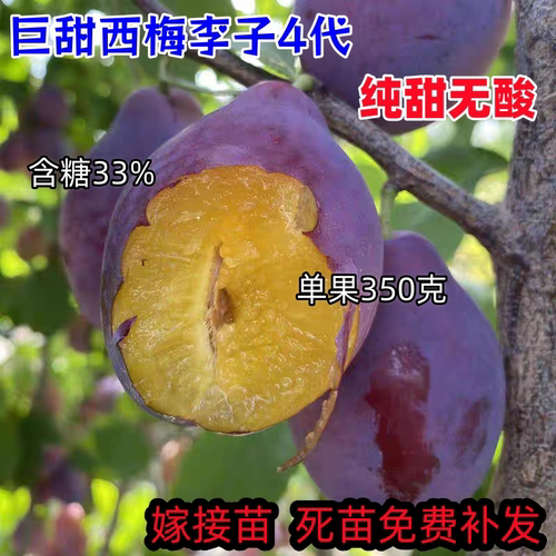 嫁接巨甜西梅李子4代 特大脱骨李子树苗盆栽地栽当年结果南北方种