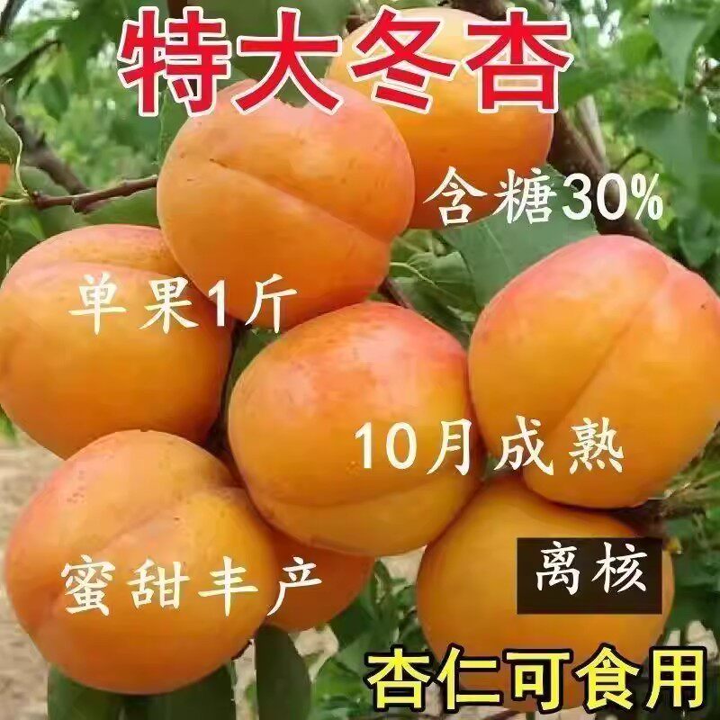 特大冬杏树苗超甜杏子苗十月晚熟耐寒耐旱南北方种植当年结果