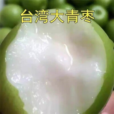 特大台湾大青枣果树苗嫁接超甜青枣苗青枣树苗南北方种植当年结果