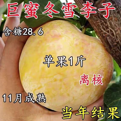 正宗巨蜜冬雪李子树苗晚熟大果嫁接脱骨李子苗耐寒耐旱南北方种植