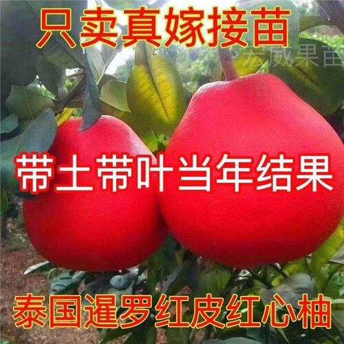 新品种 泰国暹罗红柚树苗 红皮红心柚子盆栽地栽 庭院 南北方种植