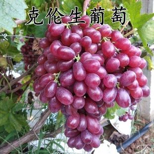 嫁接克伦生葡萄图片树苗耐寒无籽不下架盆栽地栽南北方种植