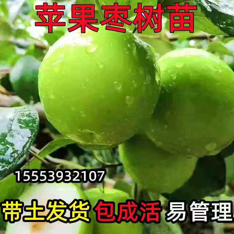 苹果枣树苗云南苹果枣苗枣树活苗大青枣树苗嫁接新品种枣树苗当年