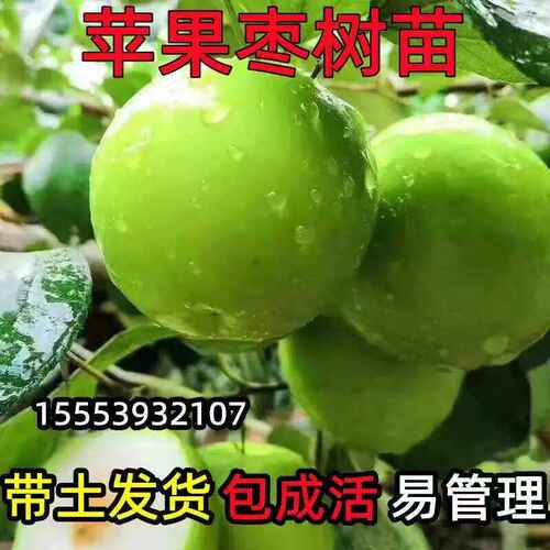 苹果枣树苗云南苹果枣苗枣树活苗大青枣树苗嫁接新品种枣树苗当年