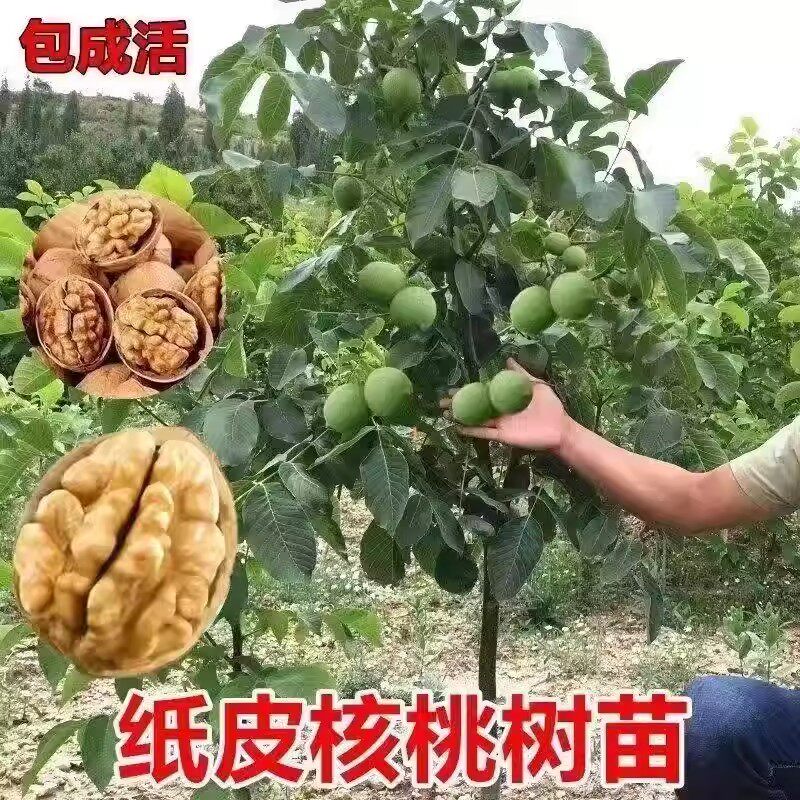 纸皮核桃树苗南北方室外庭院种植高产优质核桃苗耐寒当年结果