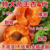 特大嫁接杏树苗早熟耐寒帝王杏当年结果超甜油杏南北