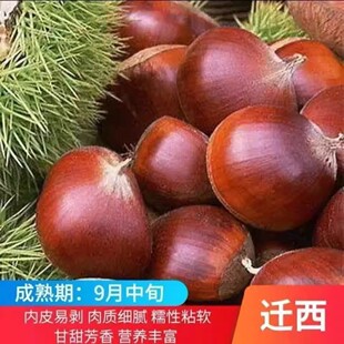 迁西板栗树果苗嫁接南方北方种植板栗苗软糯香甜当年结果果树苗