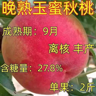 嫁接巨型冬桃树苗 新品种晚熟桃树果苗盆栽地载南方北方当年结果