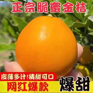 广西四季脆蜜金桔苗盆栽三代脆蜜金桔嫁接苗脆皮金桔二代盆栽树苗