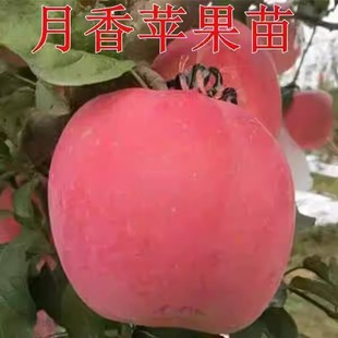 早熟月香苹果苗矮化月香苹果树苗 乔化月香苹果树苗耐寒当年结果