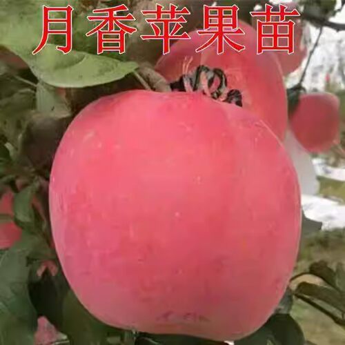 早熟月香苹果苗矮化月香苹果树苗 乔化月香苹果树苗耐寒当年结果