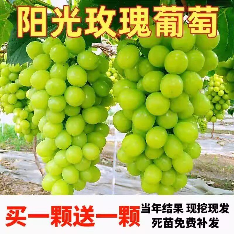 超甜嫁接阳光玫瑰葡萄树苗南北方葡萄盆栽