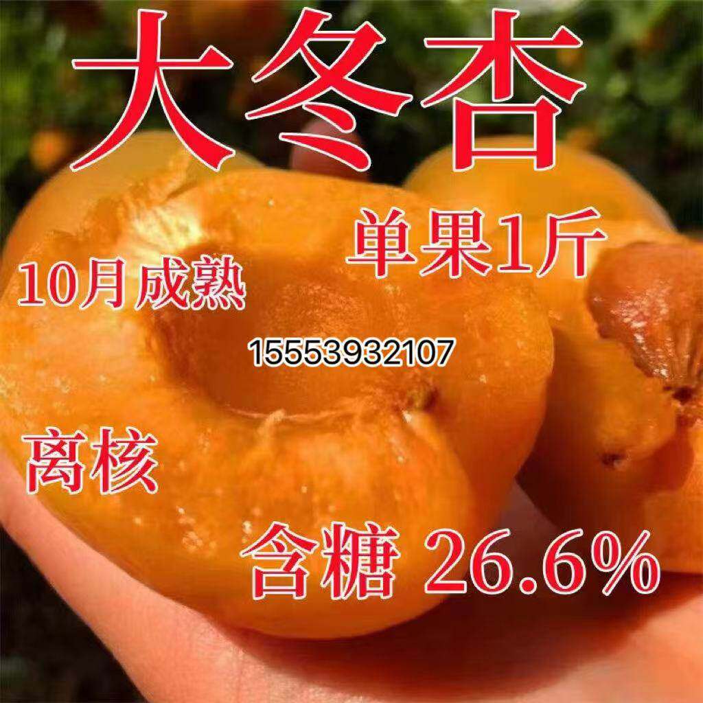 嫁接杏树苗晚熟特大冬杏新品种盆栽大果种植当年结果果树苗杏子