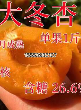 嫁接杏树苗晚熟特大冬杏新品种盆栽大果种植当年结果果树苗杏子