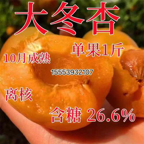 嫁接杏树苗晚熟特大冬杏新品种盆栽大果种植当年结果果树苗杏子