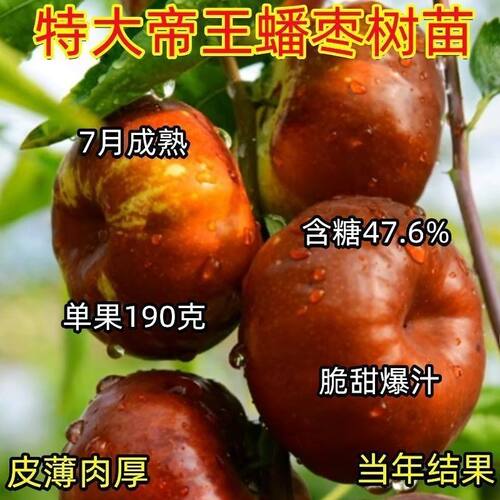 早熟蟠枣树苗新品种枣树苗嫁接特大耐寒盆栽地栽南北种植当年结果