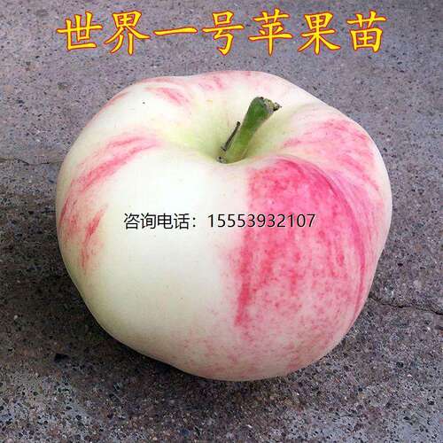 奶油苹果苗嫁接特大世界一号苹果树苗盆栽地栽矮化南北方当年结果