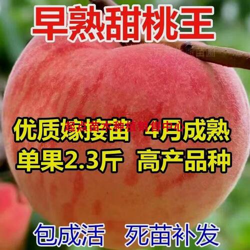 新品种特大超甜嫁接早熟甜桃王桃树苗果树苗盆栽地栽南北方种植当