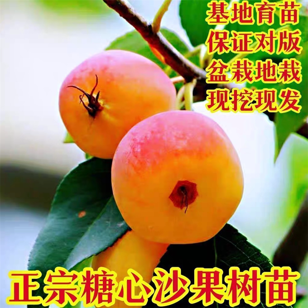 正宗糖心沙果树苗北方耐寒果树海棠苗大秋果小苹果冰糖嫁接特大号图片