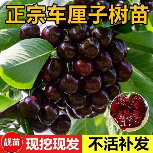 正宗车厘子树苗嫁接樱桃苗庭院盆栽地栽南方北方四季种植耐寒结果