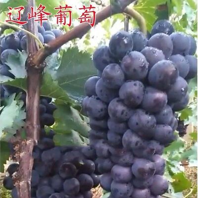 嫁接葡萄辽峰无籽葡萄苗巨峰芽变庭院盆栽地栽果树苗南北方种植