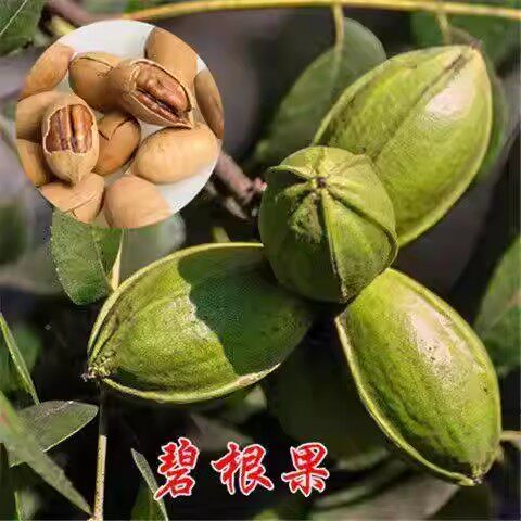 特大嫁接碧根果树苗奶油味碧根果苗南方北方种植盆栽地栽当年结果