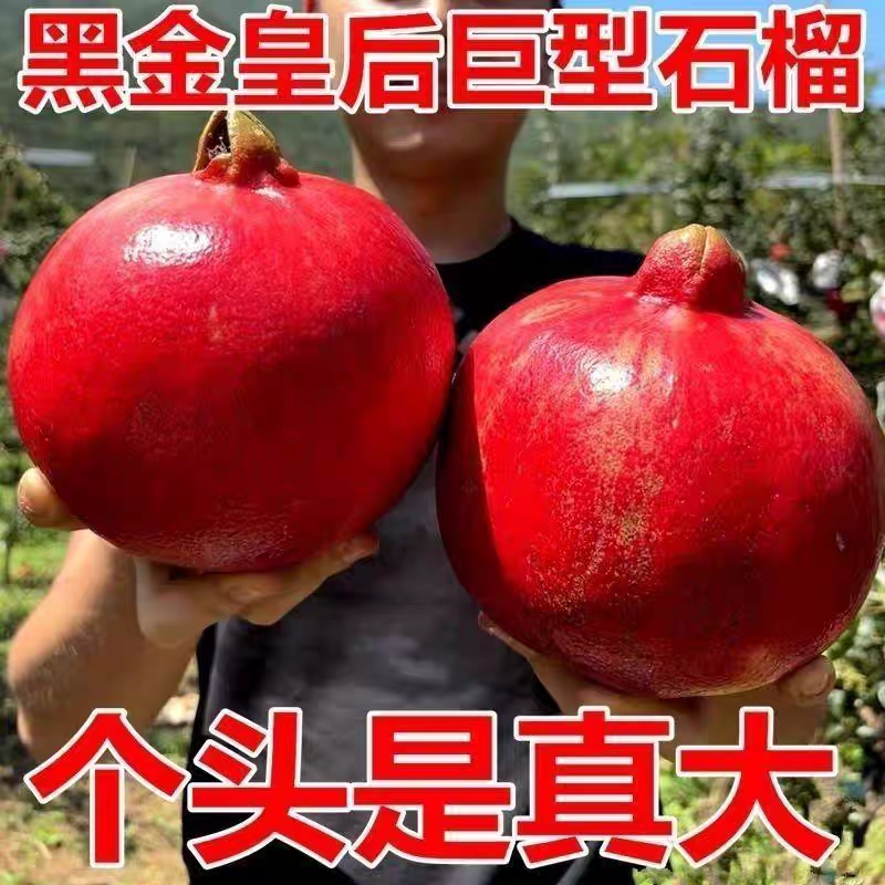 黑金皇后石榴树苗新品特大籽超甜南北方种植盆栽地栽当年结果苗