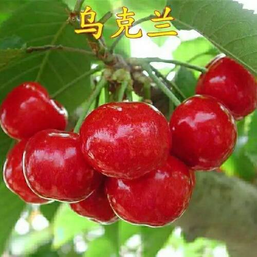 嫁接樱桃苗乌克兰大樱桃树苗车厘子樱桃苗盆栽地栽果树苗当年结果