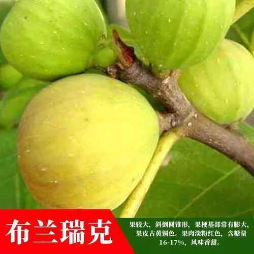 嫁接特大布兰瑞克无花果苗无花果树苗盆栽地栽南北方种植当年结