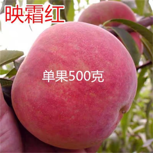 山东映霜红桃树苗 嫁接映霜红桃苗 沂蒙霜红桃苗雪桃苗晚熟桃树苗